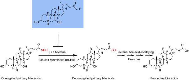 Development of a covalent inhibitor of gut bacterial bile salt hydrolases