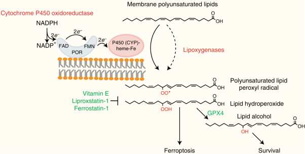 Cytochrome P450 oxidoreductase contributes to
phospholipid peroxidation in ferroptosis