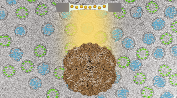Cryo-electron microscopy for the study of virus assembly