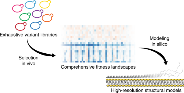 Deep mutational scanning reveals the structural basis for α-synuclein activity