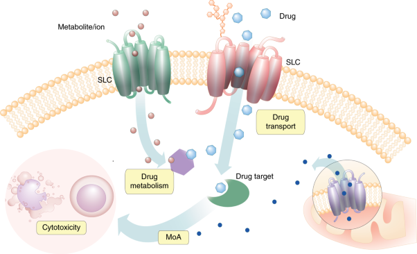 A widespread role for SLC transmembrane transporters in resistance to cytotoxic drugs