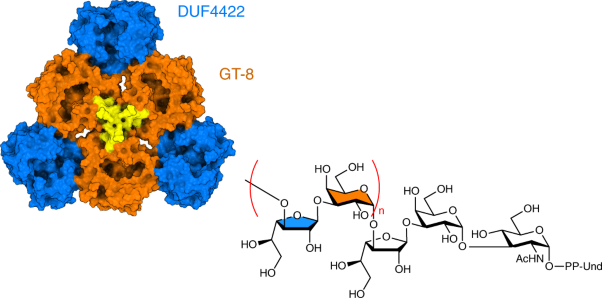 A bifunctional O-antigen polymerase structure reveals a new glycosyltransferase family