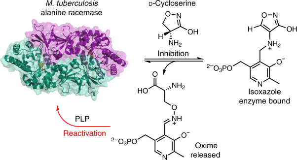 <span class="small-caps u-small-caps">d</span>-Cycloserine destruction by alanine racemase and the limit of irreversible inhibition