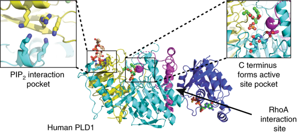 Crystal structure of human PLD1 provides insight into activation by PI(4,5)P<sub>2</sub> and RhoA