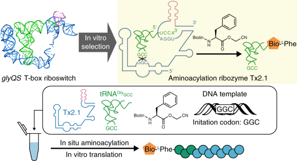 An aminoacylation ribozyme evolved from a natural tRNA-sensing T-box riboswitch