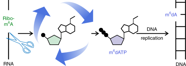 The origin of genomic <i>N</i><sup>6</sup>-methyl-deoxyadenosine in mammalian cells