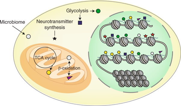 Chromatin as a key consumer in the metabolite economy