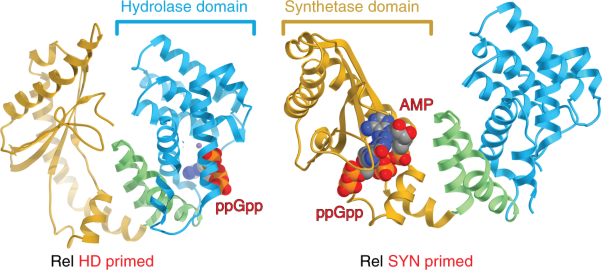 A nucleotide-switch mechanism mediates opposing catalytic activities of Rel enzymes