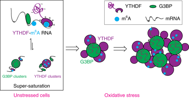 m<sup>6</sup>A-binding YTHDF proteins promote stress granule formation