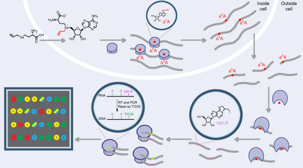 A metabolic labeling method detects m<sup>6</sup>A transcriptome-wide at single base resolution