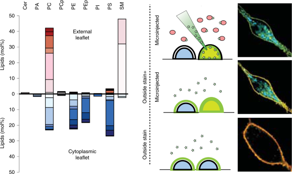 Plasma membranes are asymmetric in lipid unsaturation, packing and protein shape