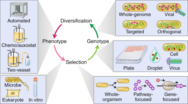 The developing toolkit of continuous directed evolution