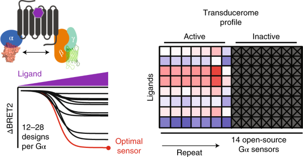 TRUPATH, an open-source biosensor platform for interrogating the GPCR transducerome