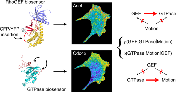 Multiplexed GTPase and GEF biosensor imaging enables network connectivity analysis