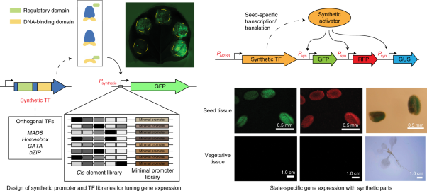 Design of orthogonal regulatory systems for modulating gene expression in plants