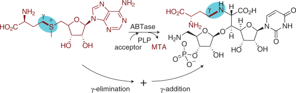 Pyridoxal-5′-phosphate-dependent alkyl transfer in nucleoside antibiotic biosynthesis
