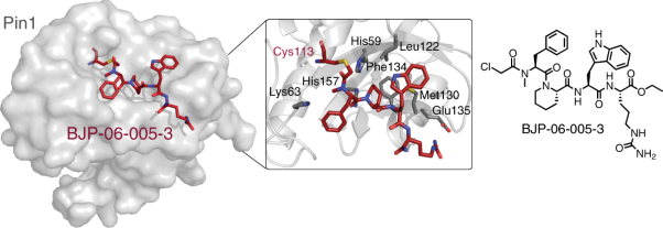 Identification of a potent and selective covalent Pin1 inhibitor