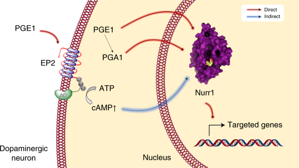 PGE1 and PGA1 bind to Nurr1 and activate its transcriptional function