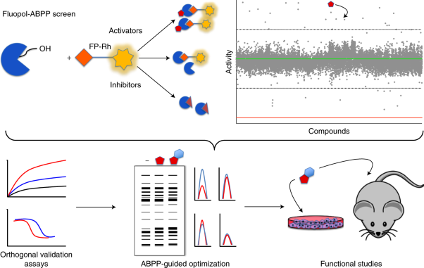 Discovery of small-molecule enzyme activators by activity-based protein profiling