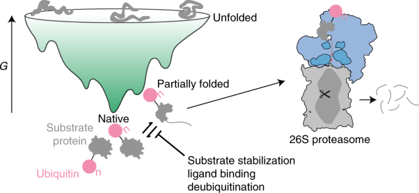 Site-specific ubiquitination affects protein energetics and proteasomal degradation