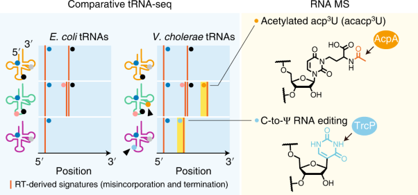 Comparative tRNA sequencing and RNA mass spectrometry for surveying tRNA modifications