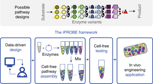 In vitro prototyping and rapid optimization of biosynthetic enzymes for cell design