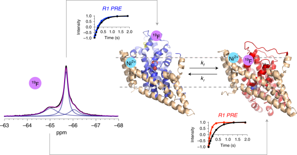 Use of paramagnetic <sup>19</sup>F NMR to monitor domain movement in a glutamate transporter homolog