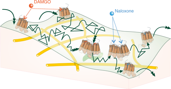 Single-molecule analysis reveals agonist-specific dimer formation of µ-opioid receptors