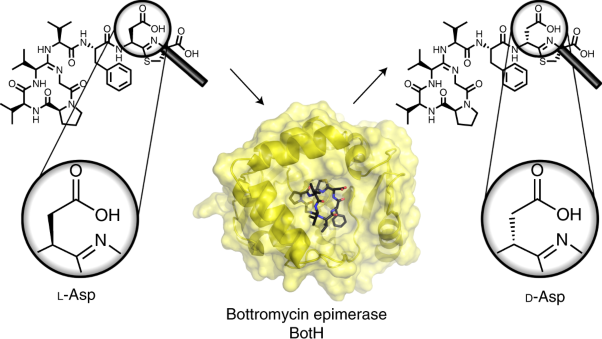 The bottromycin epimerase BotH defines a group of atypical α/β-hydrolase-fold enzymes
