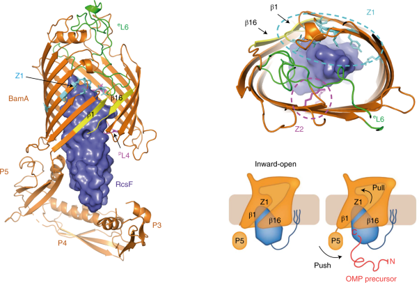 Structural insight into the formation of lipoprotein-β-barrel complexes