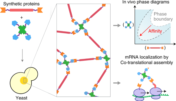 Designer protein assemblies with tunable phase diagrams in living cells