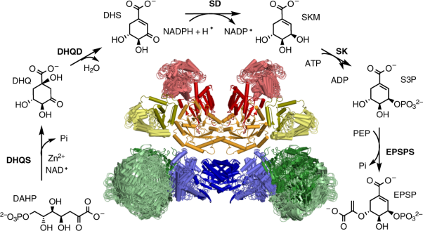 Architecture and functional dynamics of the pentafunctional AROM complex