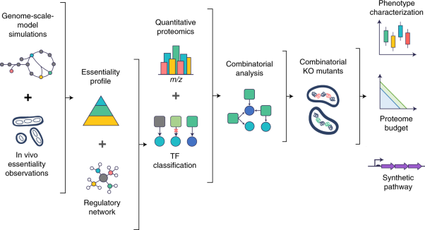 A quantitative method for proteome reallocation using minimal regulatory interventions