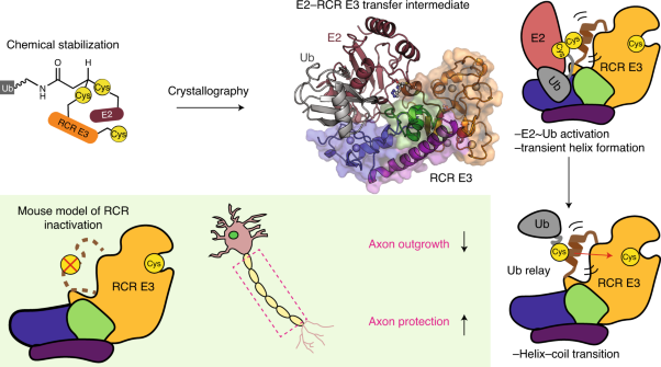 Structural basis for RING-Cys-Relay E3 ligase activity and its role in axon integrity