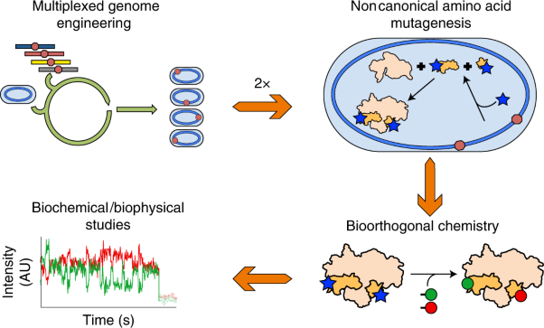 Multiplexed genomic encoding of non-canonical amino acids for labeling large complexes