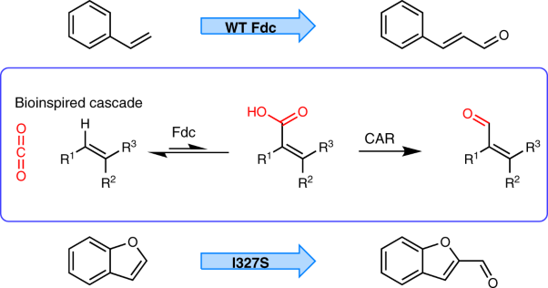 Enzymatic C–H activation of aromatic compounds through CO<sub>2</sub> fixation