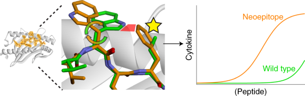 Structural dissimilarity from self drives neoepitope escape from immune tolerance