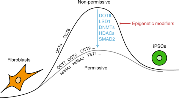 Permissive epigenomes endow reprogramming competence to transcriptional regulators