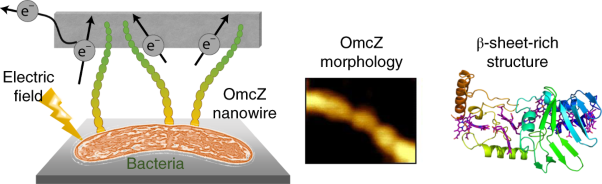 Electric field stimulates production of highly conductive microbial OmcZ nanowires