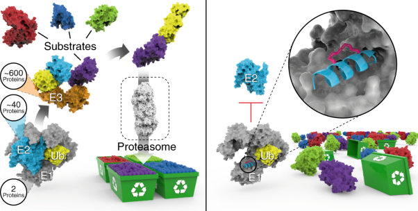 Targeting a helix-in-groove interaction between E1 and E2 blocks ubiquitin transfer