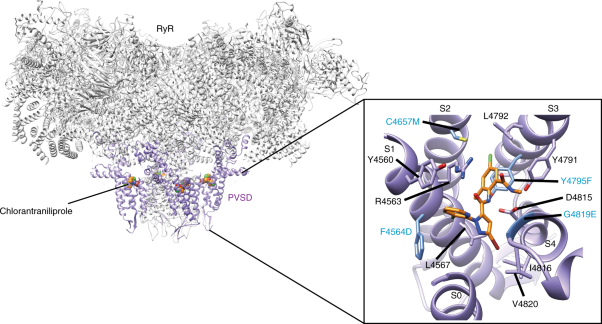 Structural basis for diamide modulation of ryanodine receptor