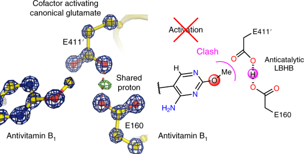 Structural basis for antibiotic action of the B<sub>1</sub> antivitamin 2′-methoxy-thiamine