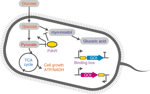 Pyruvate-responsive genetic circuits for dynamic control of central metabolism