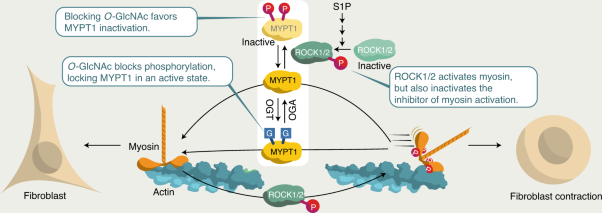 MYPT1 <i>O</i>-GlcNAc modification regulates sphingosine-1-phosphate mediated contraction