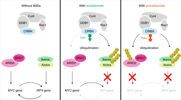 ARID2 is a pomalidomide-dependent CRL4<sup>CRBN</sup> substrate in multiple myeloma cells