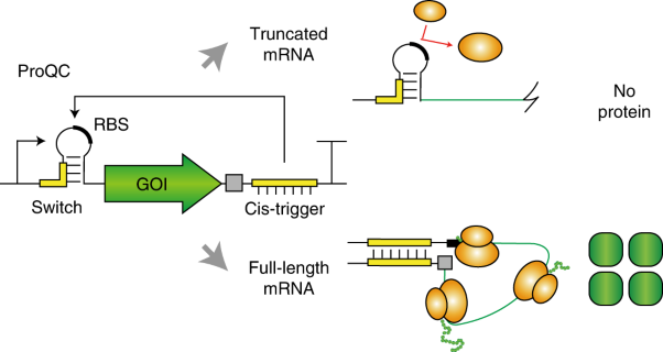 Synthetic protein quality control to enhance full-length translation in bacteria