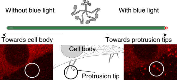 Optical control of fast and processive engineered myosins in vitro and in living cells