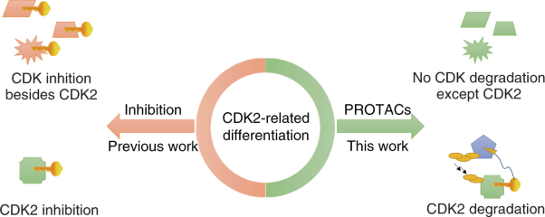 Discovery of a first-in-class CDK2 selective degrader for AML differentiation therapy