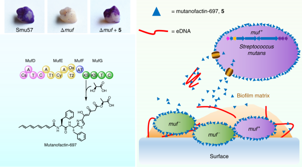 Mutanofactin promotes adhesion and biofilm formation of cariogenic <i>Streptococcus mutans</i>
