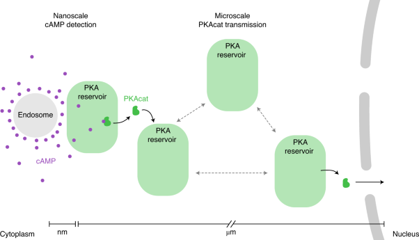 Spatial decoding of endosomal cAMP signals by a metastable cytoplasmic PKA network